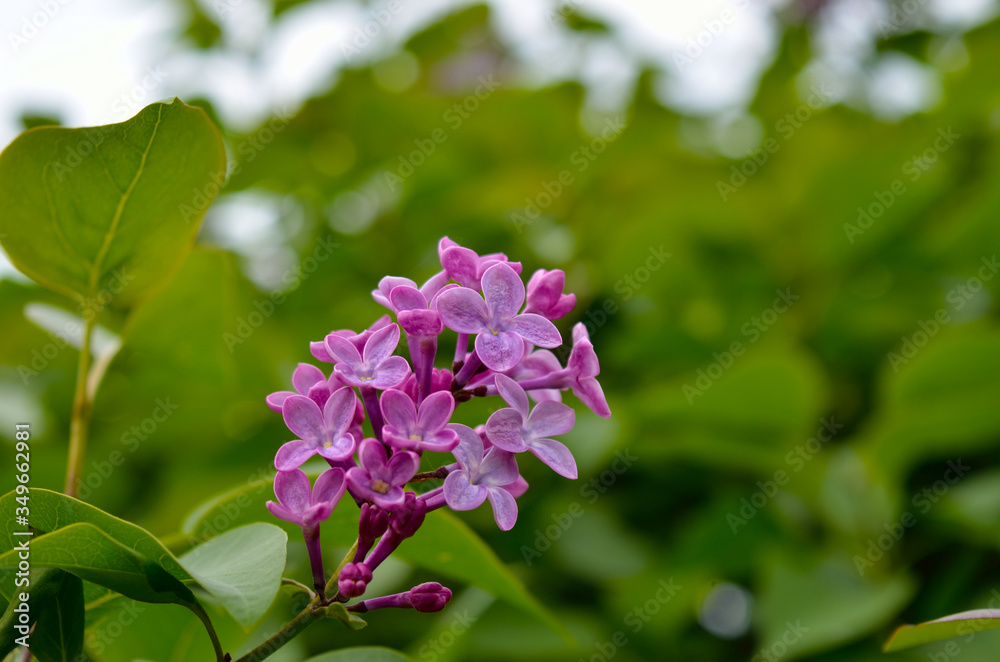 A young lilac blossomed among green leaves in spring. A young lilac blossomed among green leaves in spring.