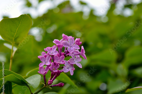 A young lilac blossomed among green leaves in spring.