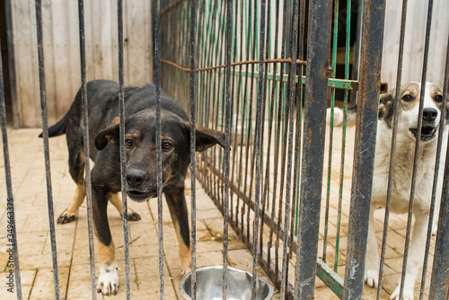 Many stray dogs behind bars of a dog shelter.