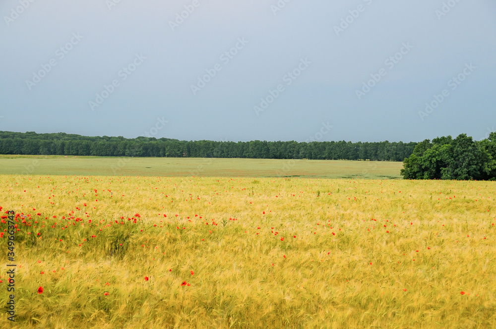 field of red poppies in a field of wheat with green trees in the background. Beauty