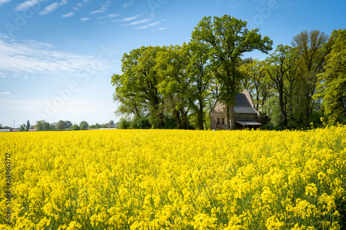 Beautiful yellow rapeseed flower field with green trees and picturesque little church, view at sunny day