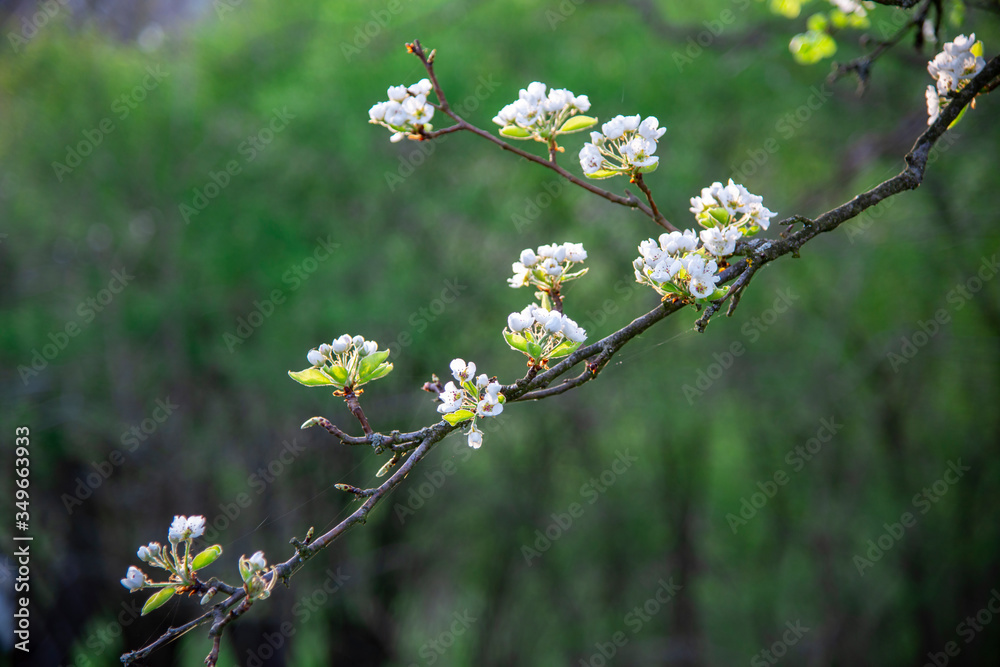 Obraz premium Flowers tree in the spring