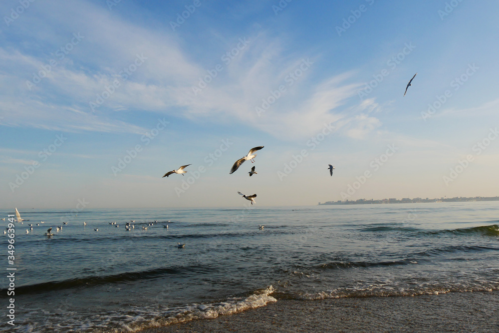 Seagulls. Scenic view of seagulls at sea coast