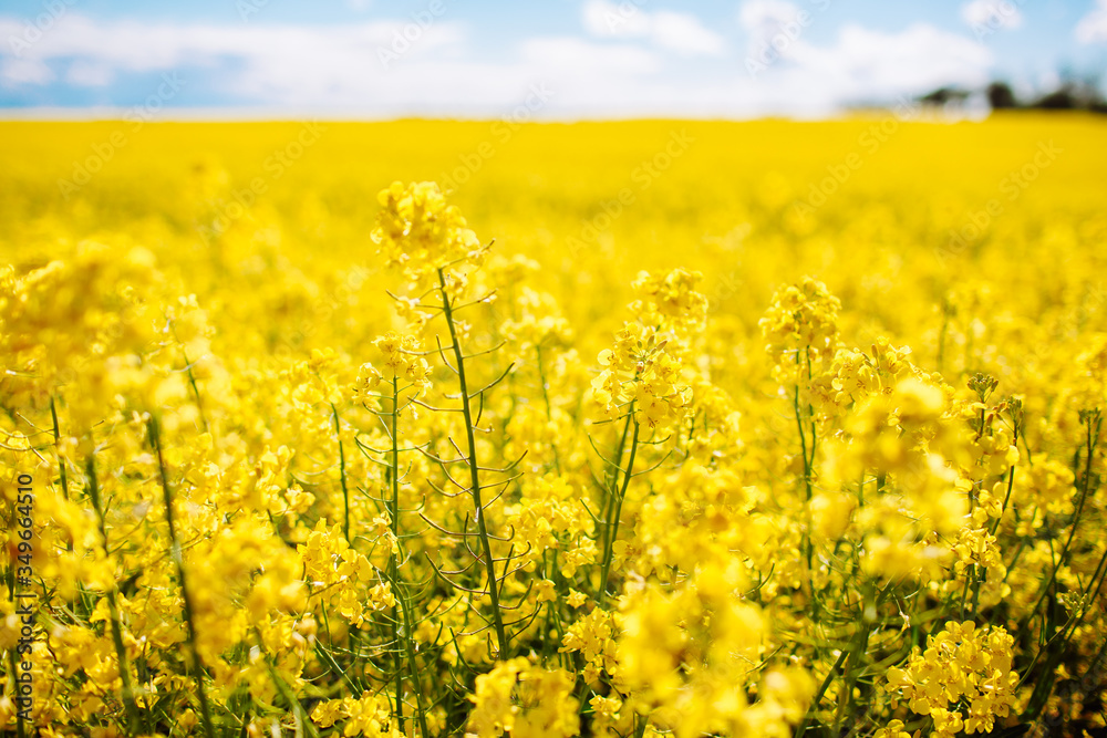 Fabulous beautiful yellow rape flowers on a background of blue sky and clouds. Colza or canola flower. Rape field. Fabulous beautiful yellow rape flowers on a background of blue sky and clouds. Colza or canola flower. Rape field.