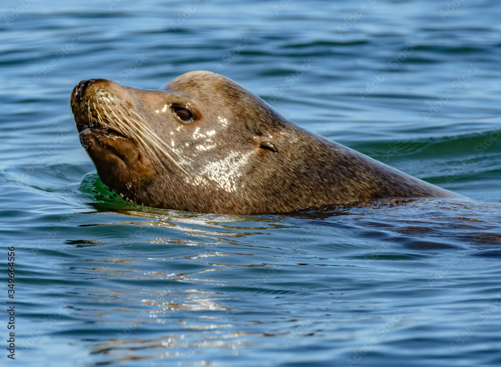 Fototapeta premium California Sea Lion (Zalophus californiaus)