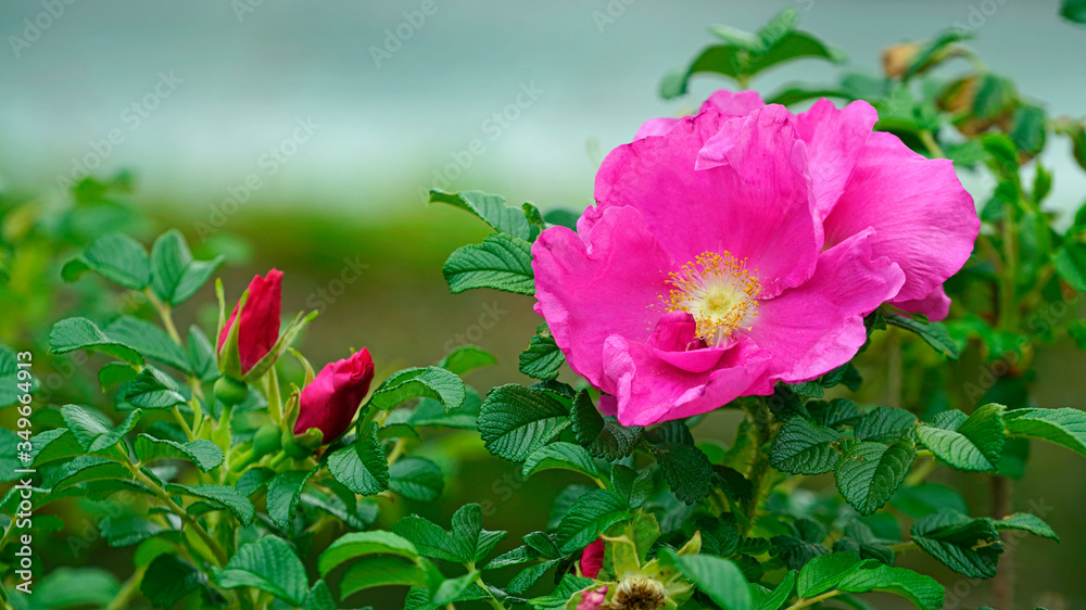 beautifully blooming rugosa rose in May