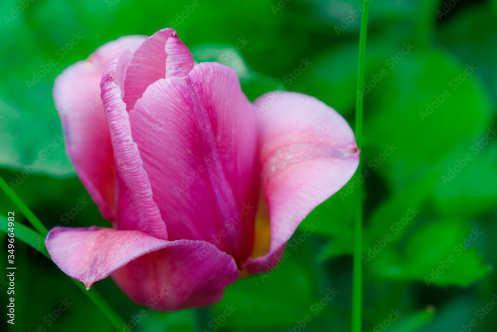 Fototapeta premium Purple Tulip on a green background