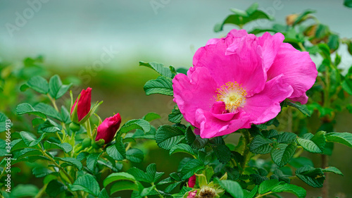 beautifully blooming rugosa rose in May © Busan Oppa