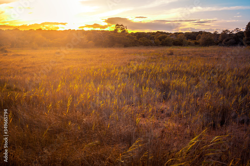 beautiful nature landscape at sunset with golden sunlight in a wetland in El Saler in Valencia