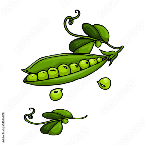 vegetables, green peas, vector illustration, sketching, doodle, green