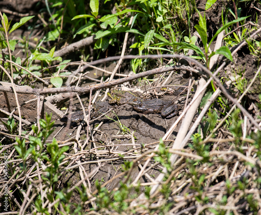 river gray frogs in the river bask in the sun river gray frogs in the river bask in the sun