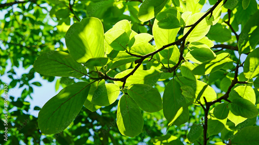 the sunlight shining through the leaves