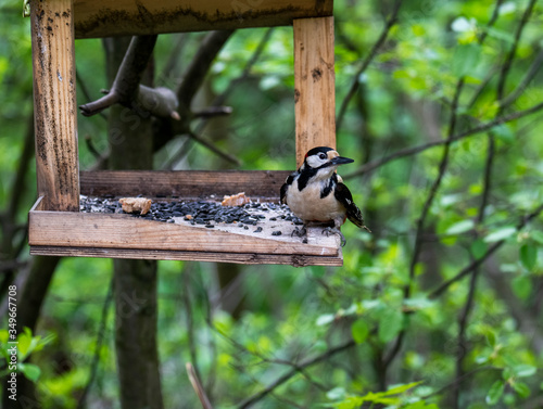 spotted woodpecker flew to the trough to peck seeds in the forest