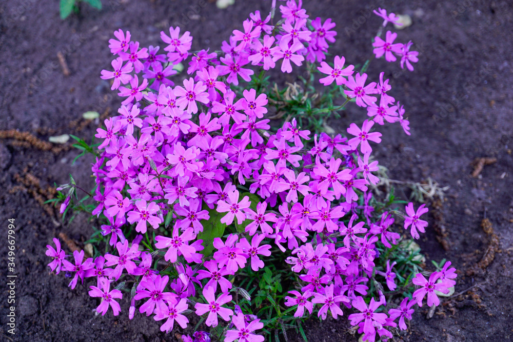 Fototapeta premium lavender flowers in the garden