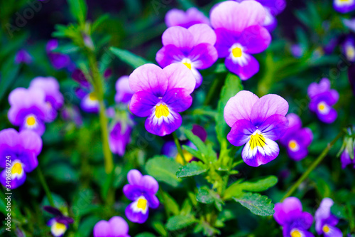 purple flowers pansies