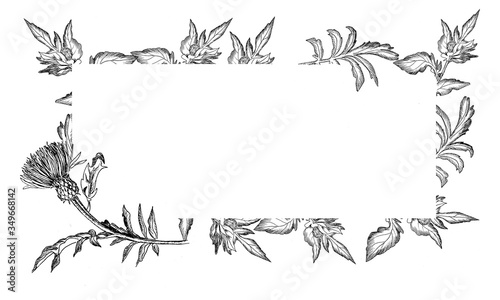 Frame for postcards black and white from leaves and flowers of a thistle on a white background. Minimalistic design for halloween, greeting cards and decoration. Witch flower. Funeral registration of 