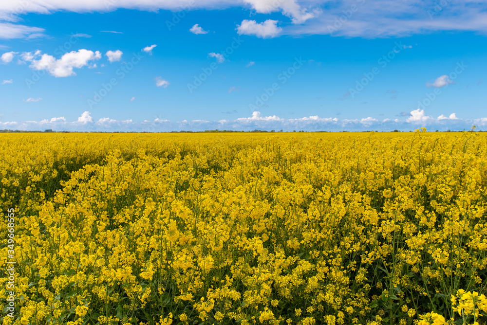Rapeseed field under an open blue sky. Rapeseed field under an open blue sky.