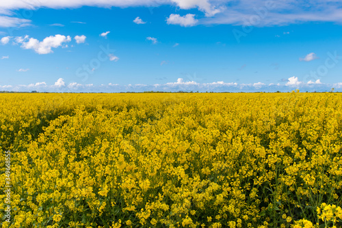 Rapeseed field under an open blue sky.