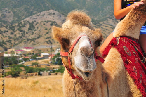 Beautiful Camel close up portrait. Sunny Summer