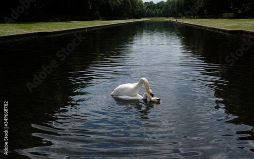 Fototapeta Two swans mating in the middle of an artificial lake