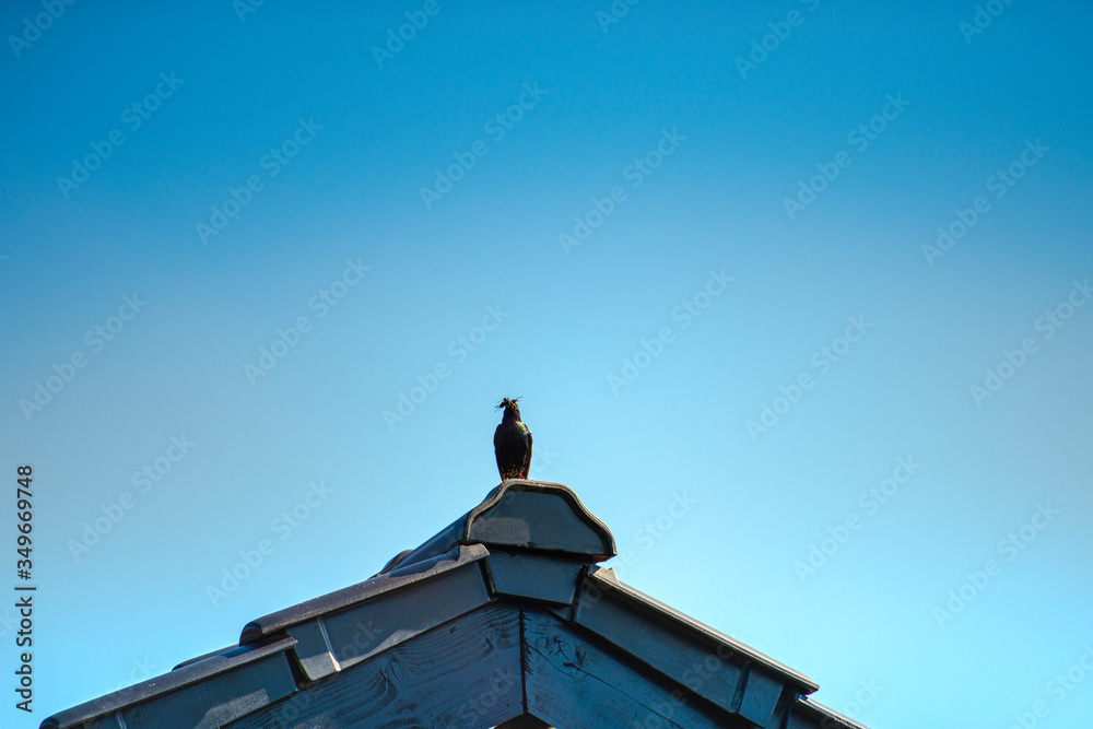 Bird in the top of roof