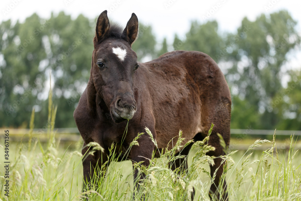 Rappfohlen im hohen Gras Rappfohlen im hohen Gras