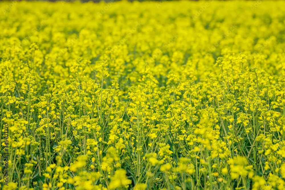 Landscape with yellow rapeseed field. Bright yellow rapeseed oil. Biofuel.