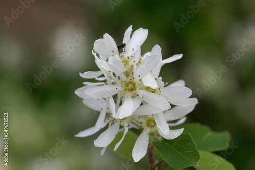 Flower of a Pacific serviceberry, Amelanchier alnifolia.