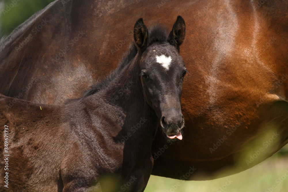Fototapeta premium Rappfohlen im hohen Gras