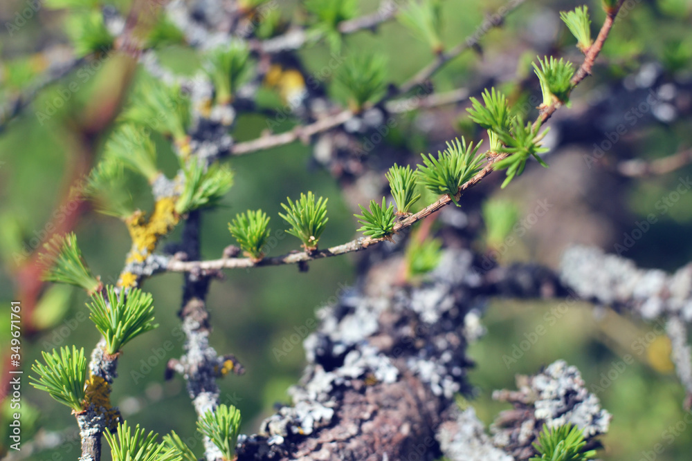 Branch of larch with fresh needles (leaves) at sunny spring day Branch of larch with fresh needles (leaves) at sunny spring day