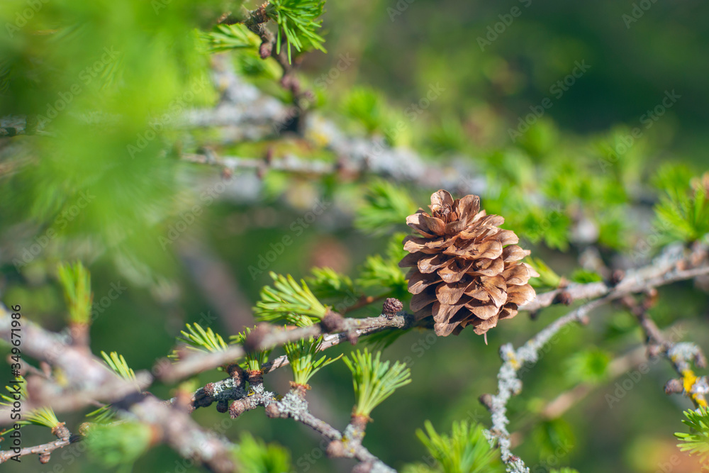 Branch of larch with fresh needles (leaves) and cone at sunny spring day Branch of larch with fresh needles (leaves) and cone at sunny spring day