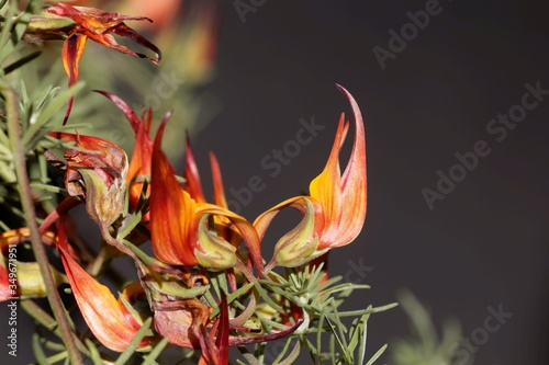 Flower of the bird foot trefoil Lotus maculatus, an endemic plant from Tenerife.