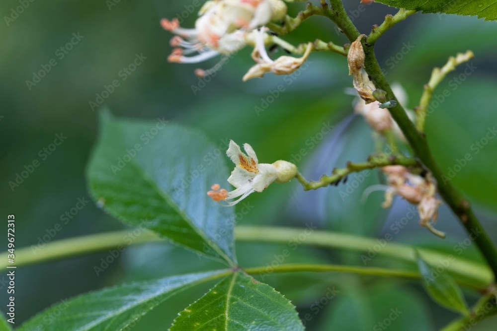 Yellow buckeye tree flower, Aesculus flava Yellow buckeye tree flower, Aesculus flava