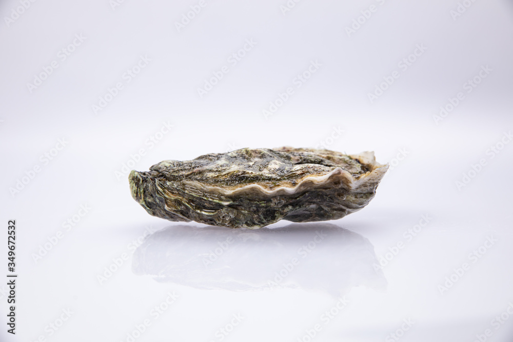 Live oyster in a closed shell on a white background
Live oyster in a closed shell on a white background