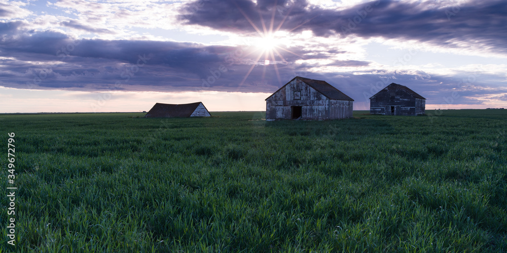 Old Prairie Barns in a Saskatchewan field Old Prairie Barns in a Saskatchewan field