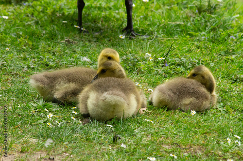 Canada geese goslings © simonmuß
