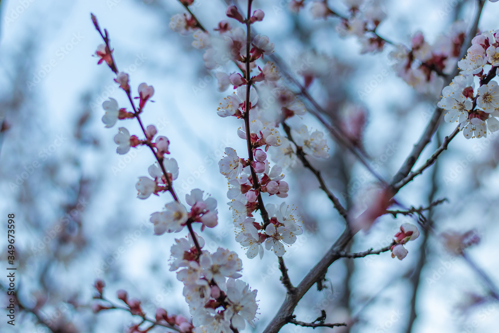 Spring pink-white flowers on Apricot tree branch. Apricot tree blooming close up on Blue Sky background Spring pink-white flowers on Apricot tree branch. Apricot tree blooming close up on Blue Sky background