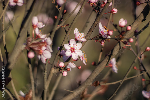 Pink flowers on Apple tree branch in Spring blooming