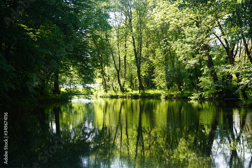 Tree reflection in water in a beautiful forest from Romania