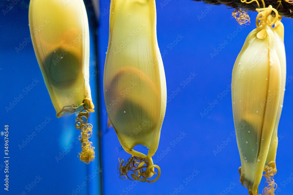 Closeup Of Shark Eggs In Water At Aquarium Stock Photo Adobe Stock
