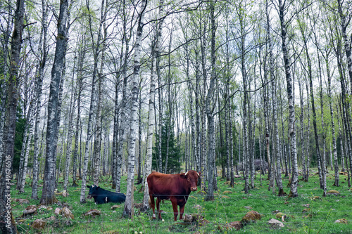 Cows out in the Birch forest during Spring. Wood Anemone showing up in the grass. Fresh leafes on the trees.