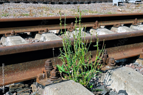 Wallpaper Mural Green plant grows on the abandoned railroad Torontodigital.ca