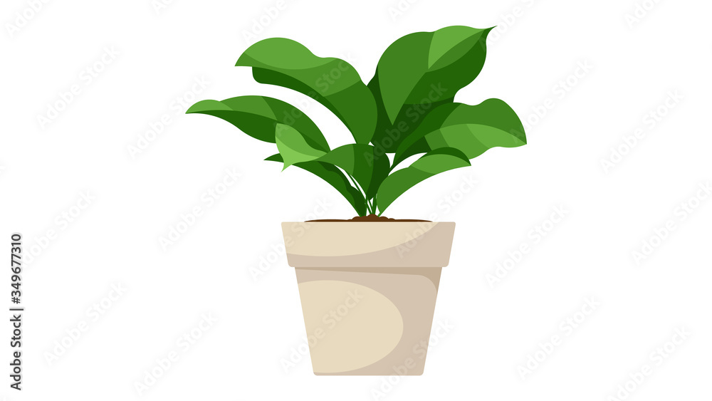 House plant in pot. Vector isolated on white. House plant in pot. Vector isolated on white.