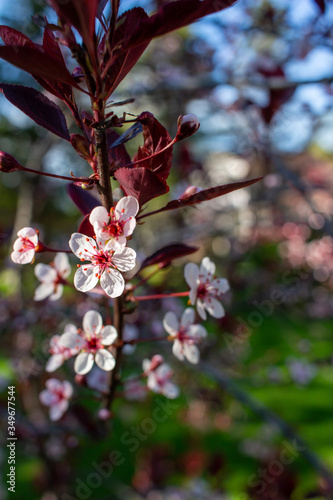 New white blossoms and buds on a purple leaf sand cherry bush, with defocused background