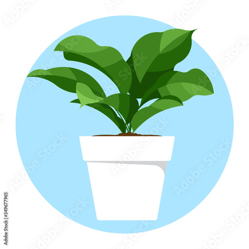 Houseplant in pot. Vector isolated on white.