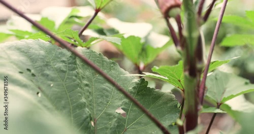Close Up of Hands Picking and Harvesting Fresh Okra from Backyard Garden