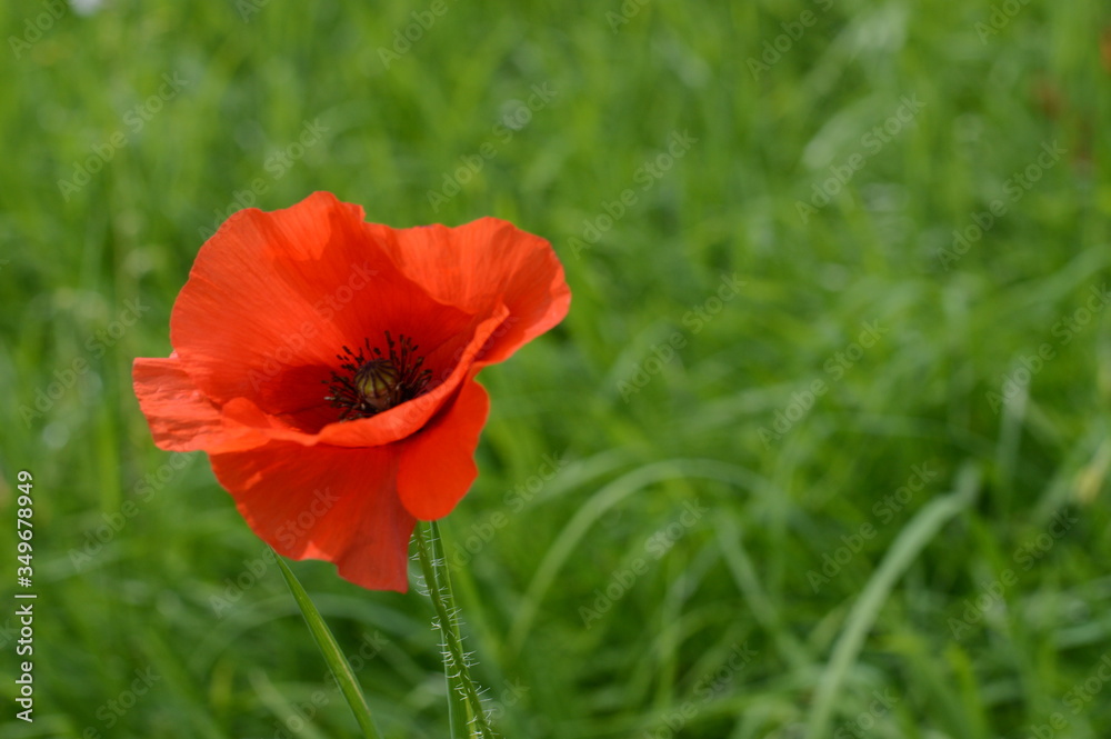 red poppy in the field red poppy in the field