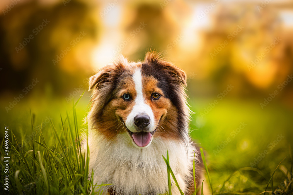 Happy dog without leash outdoors in nature in beautiful sunset. Happy Australian shepherd Dog looking to camera in city park.