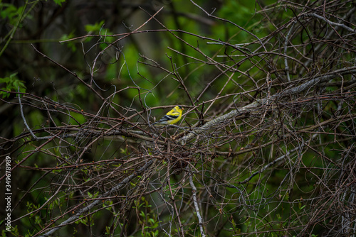 Wallpaper Mural American Goldfinch Torontodigital.ca