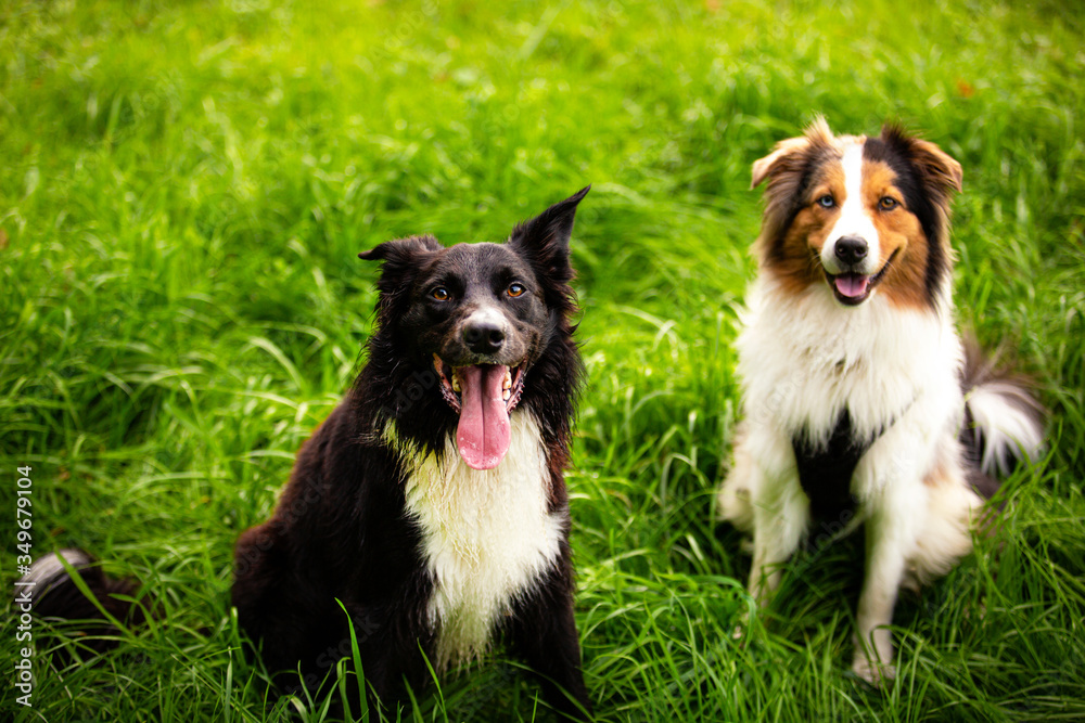 Portrait of joyful border collie dog and berger australian dog  playing together enjoying the sunny spring day. Outdoors background, adorable puppy on the lawn in the park.